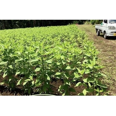 訳あり 旬のお野菜セット (種類おまかせ8品)