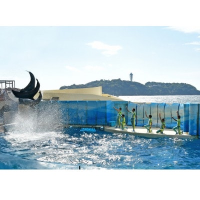新江ノ島水族館　入場券大人 1枚