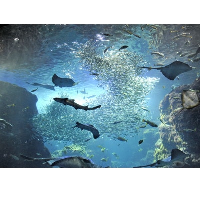 新江ノ島水族館　入場券大人 1枚