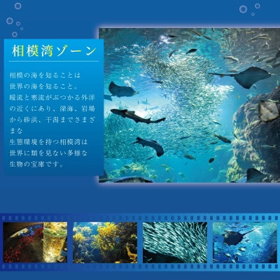 新江ノ島水族館　年間パスポート引換券　大人 1枚