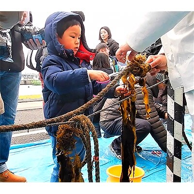 海藻シンポジュウム　ワカメの種付け体験　親子ペア参加チケット