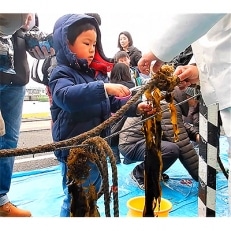 海藻シンポジュウム ワカメの刈取り体験 親子ペア参加チケット