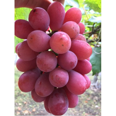 当園開発!湘南の赤ぶどう「紅義」※品種登録済み