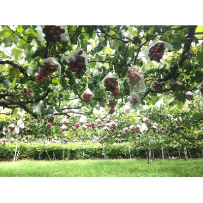 当園開発!湘南の赤ぶどう「紅義」※品種登録済み