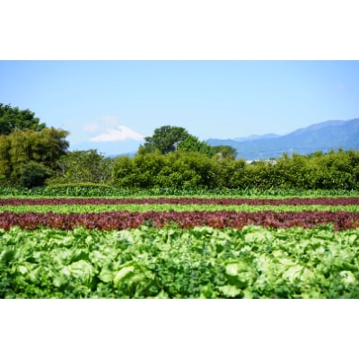 井出農園のおまかせ野菜パック