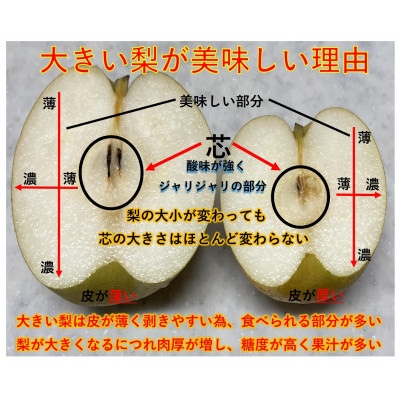 【湘南 藤沢産直】幸水 大玉 約5kg(約500～約600gを10～8玉入) 大きめで食べ応え抜群
