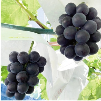 【先行受付】藤稔 2房(約1.3kg) 話題の大粒ぶどう【8月中旬頃より発送予定】数量限定