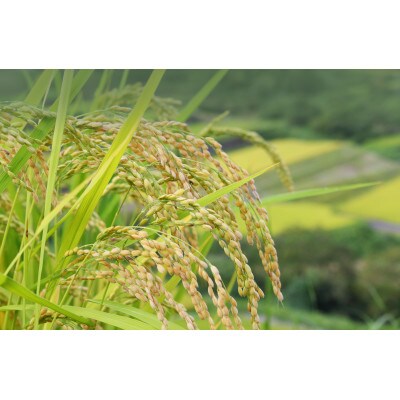 神奈川県産はるみ　5kg×4袋　精米
