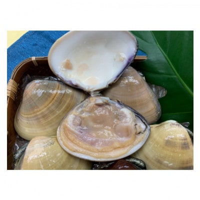 【かながわブランド認定品】大粒!湘南はまぐり　1.5kg