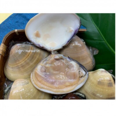 【かながわブランド認定品】大粒!湘南はまぐり　2.8kg(1.4g×2袋/1袋あたり5～6個入り)