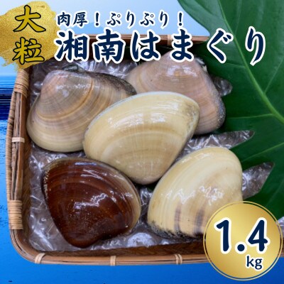 【かながわブランド認定品】大粒!湘南はまぐり　1.4g(1袋あたり5～6個入り)