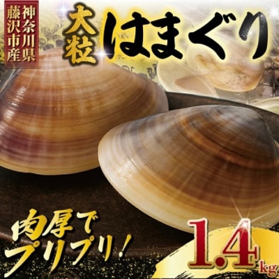 【かながわブランド認定品】大粒!湘南はまぐり 1.4kg(1袋あたり5~6個入り)