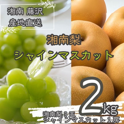 湘南梨 / シャインマスカット 2kg 神奈川県藤沢市産