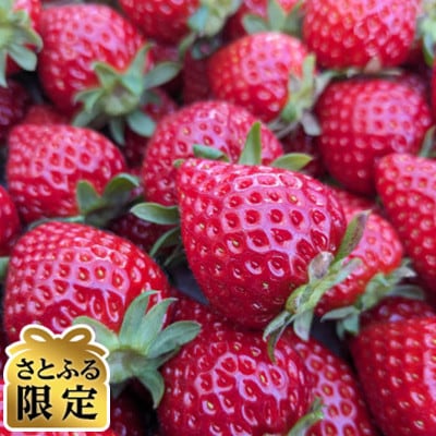 【さとふる限定】神奈川県藤沢市産 幸せいちご 24～30粒