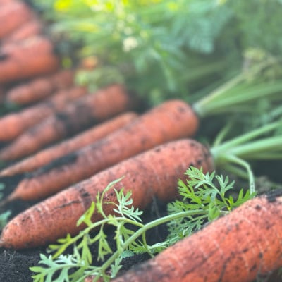 藤沢産人参使用 にんじんドレッシング 3本セット