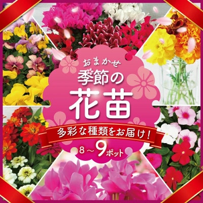 【生産農場直送】季節の花苗 おまかせ 8～9ポット