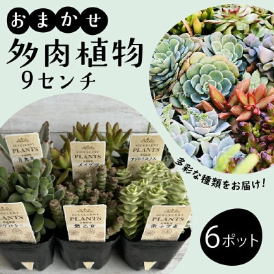 多肉植物 9cm おまかせ 6ポット