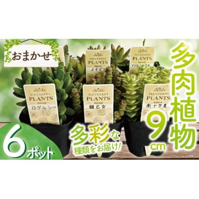 多肉植物 9cm おまかせ 6ポット