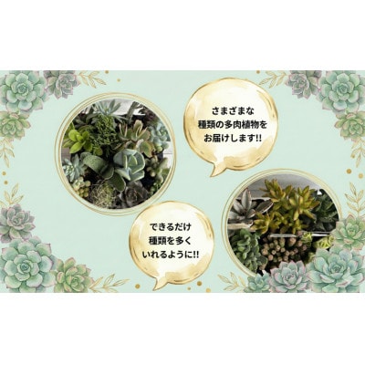 多肉植物 9cm おまかせ 6ポット