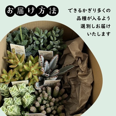 多肉植物 9cm おまかせ 6ポット