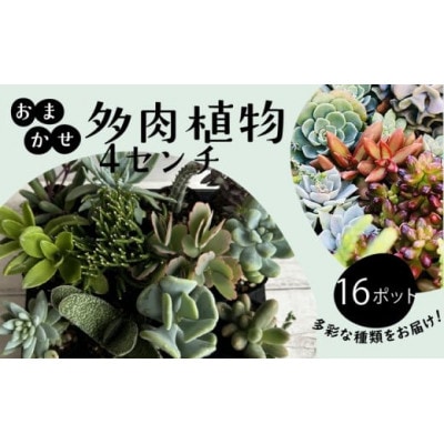 多肉植物 4cm おまかせ 16ポット