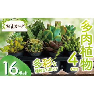 多肉植物 4cm おまかせ 16ポット