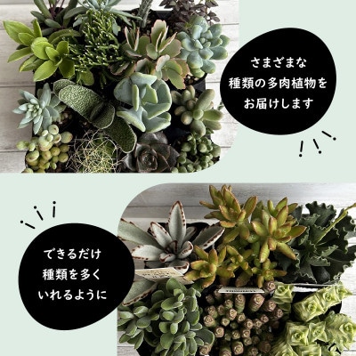 多肉植物 4cm おまかせ 16ポット