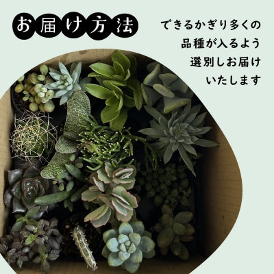 多肉植物 4cm おまかせ 16ポット