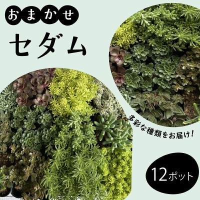 セダム(多肉植物) おまかせ 12ポット