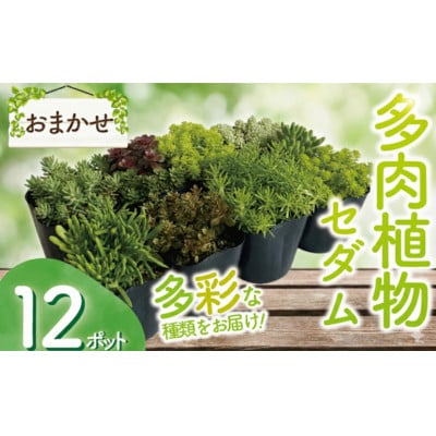 セダム(多肉植物) おまかせ 12ポット