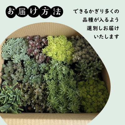 セダム(多肉植物) おまかせ 12ポット