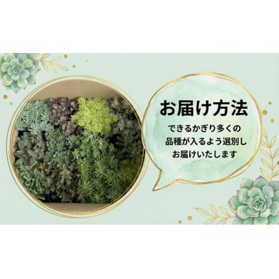セダム(多肉植物) おまかせ 12ポット
