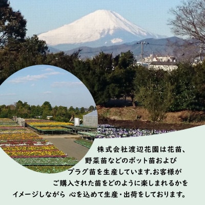 セダム(多肉植物) おまかせ 12ポット
