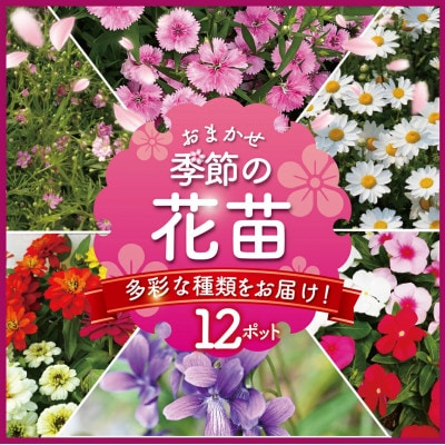 【生産農場直送】季節の花苗 おまかせ 12ポット