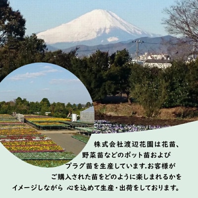 【生産農場直送】季節の花苗 おまかせ 18ポット