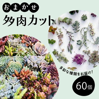 多肉植物 カット苗 おまかせ 60個