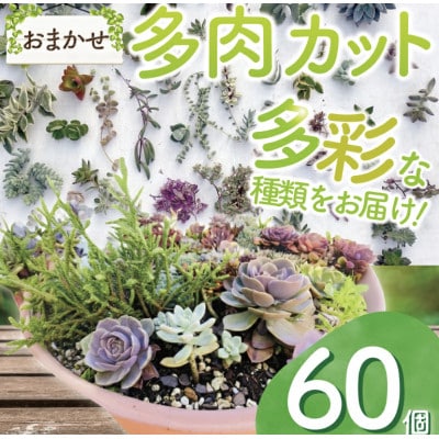 多肉植物 カット苗 おまかせ 60個