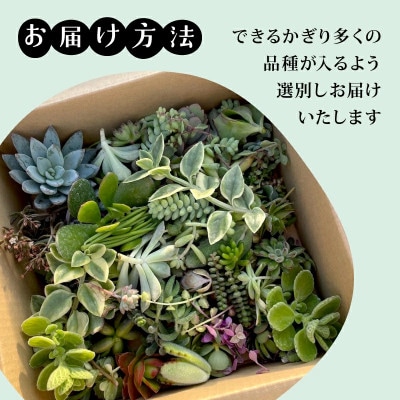 多肉植物 カット苗 おまかせ 60個
