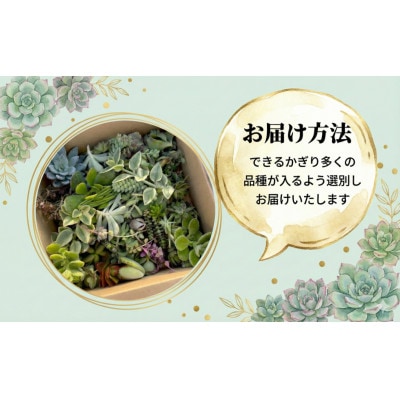 多肉植物 カット苗 おまかせ 60個