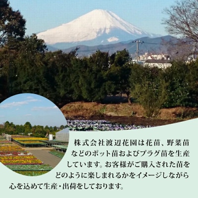 多肉植物 カット苗 おまかせ 60個