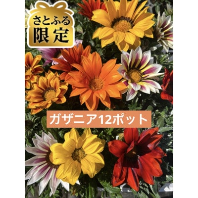 【さとふる限定】【生産農場直送】ガザニア おまかせ12ポット