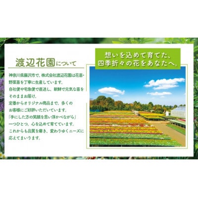 【さとふる限定】【生産農場直送】ガザニア おまかせ12ポット