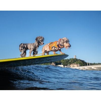 江の島をバックにドッグサーフィン撮影チケット!安心のWAN SHONANDAYプロデュース愛犬撮影