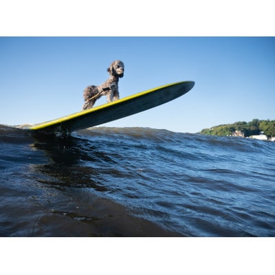 江の島をバックにドッグサーフィン撮影チケット!安心のWAN SHONANDAYプロデュース愛犬撮影