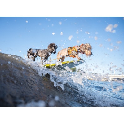 江の島をバックにドッグサーフィン撮影チケット!安心のWAN SHONANDAYプロデュース愛犬撮影