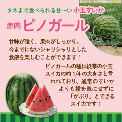 【2027年発送】小玉すいか(赤肉・ピノガール)2玉約3kg SBTN004