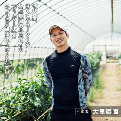 【先行受付6月下旬以降発送】八千代町産 小玉スイカ ピノガール 1箱(2玉入)[SF005ya]