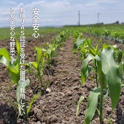 2027年産先行受付　北海道産有機栽培ホワイトコーン【AO-001】