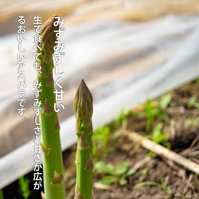 2027年産先行受付　北海道産アスパラガス【AO-002】