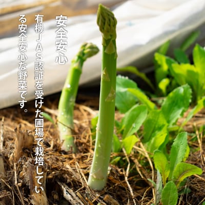 2027年産先行受付　北海道産アスパラガス【AO-002】